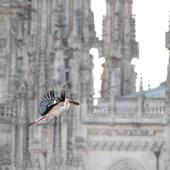 La fauna que habita Burgos