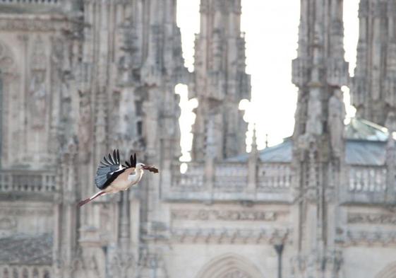 Cigüeña sobrevuela la Catedral de Burgos.