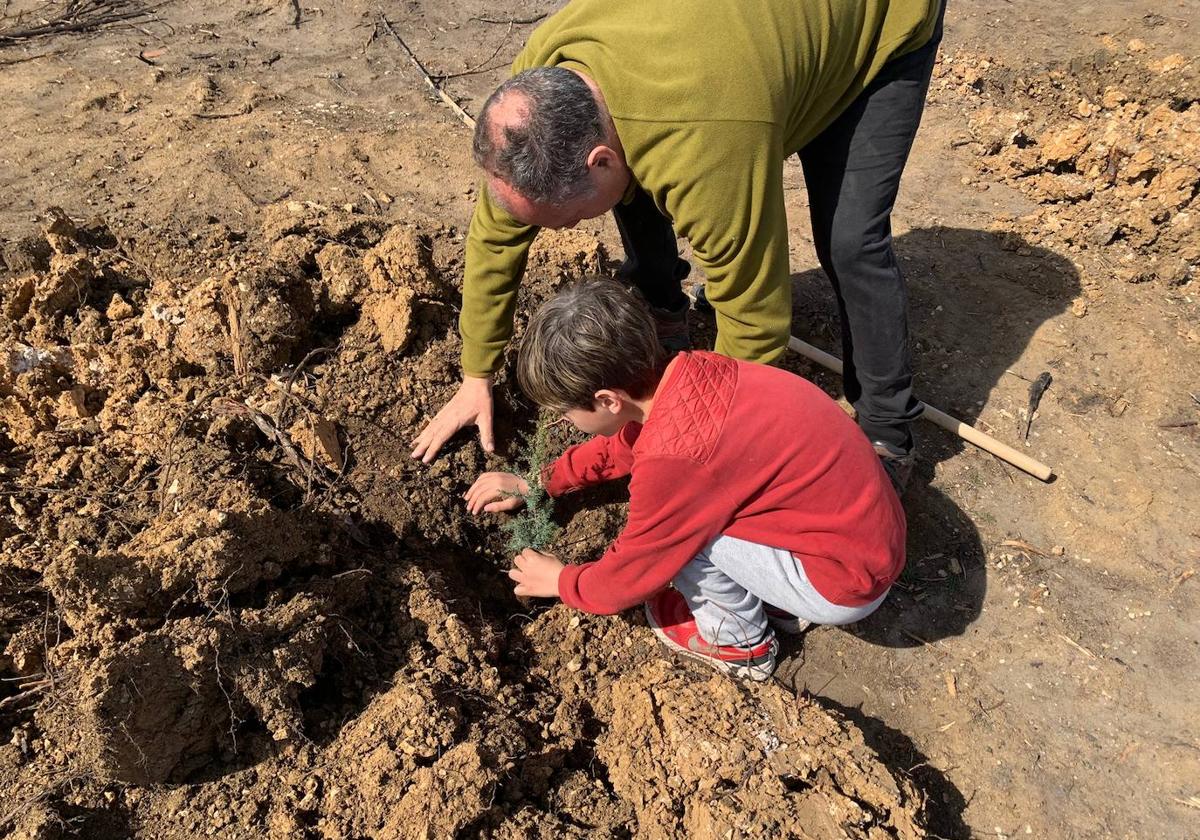 Voluntarios replantando sabinas este sábado en la comarca del Arlanza.