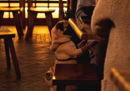 Imagen de archivo de un perro en un bar 'pet friendly'.