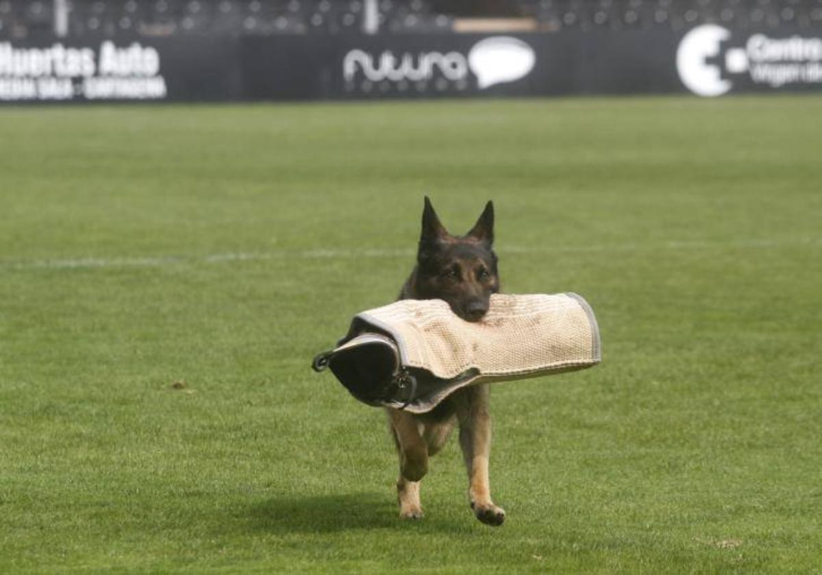 Pastor alemán reslizando pruebas en un Campeonato.