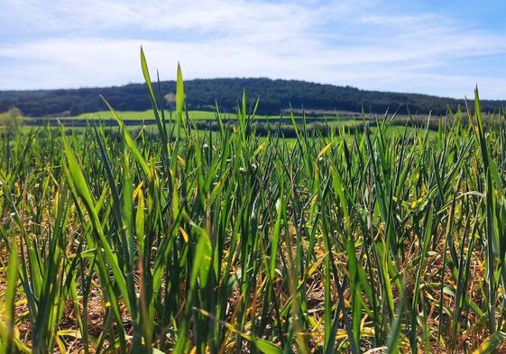 La sequía se hace evidente en los campos sembrados de la provincia de Burgos.