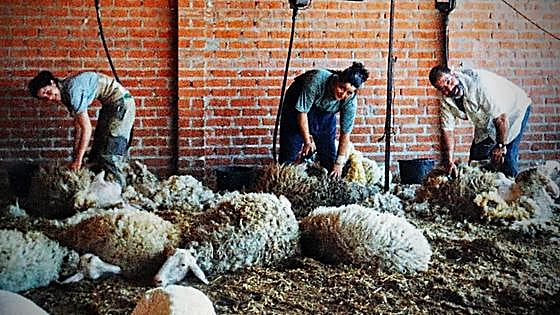 La familia de esquiladores que vivió el declive del oficio en Burgos