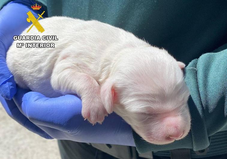 Un agente de la Guardia Civil sostiene en sus manos al cachorro que se logró rescatar en Valle de Tobalina