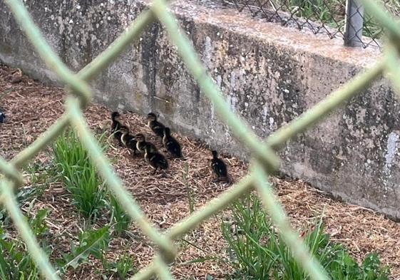 Los patitos atrapados.