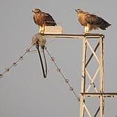 Los ingresos de avifauna electrocutada disminuyen un 12 % en Burgos