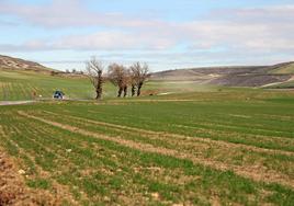 Campo sembrado en la provincia de Burgos.