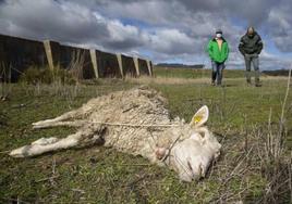 Una oveja muerta tras un ataque de lobo.