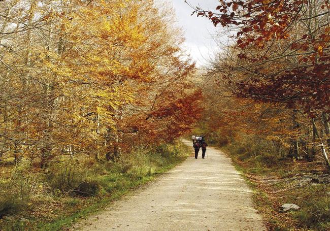 Ruta por la senda del encinar.