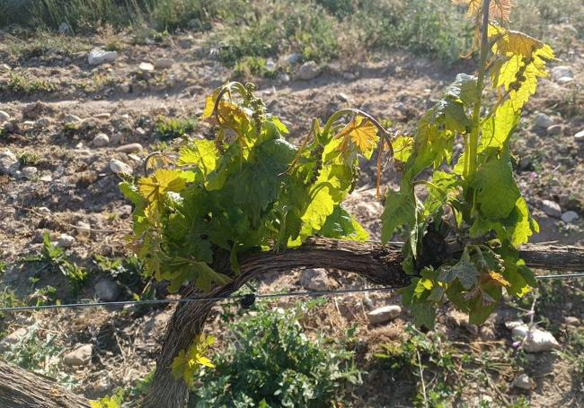 La helada de esta madrugada ha afectado a gran parte del viñedo de Ribera del Duero.