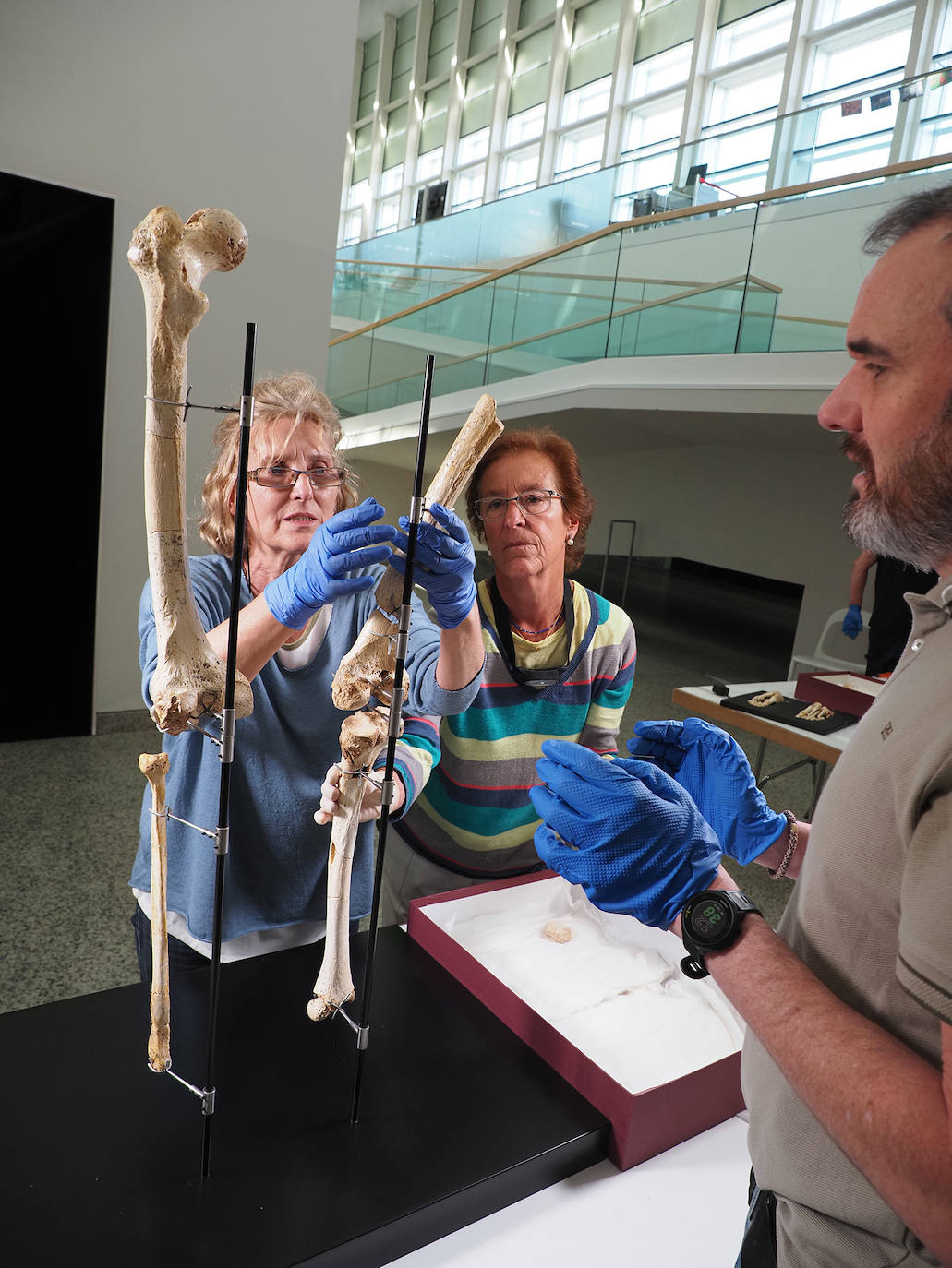 La exposición permanente del MEH se completa con nuevos fósiles