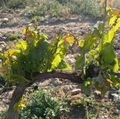 Los bodegueros piden tranquilidad mientras los viticultores alertan de zonas arrasadas por la helada en Ribera