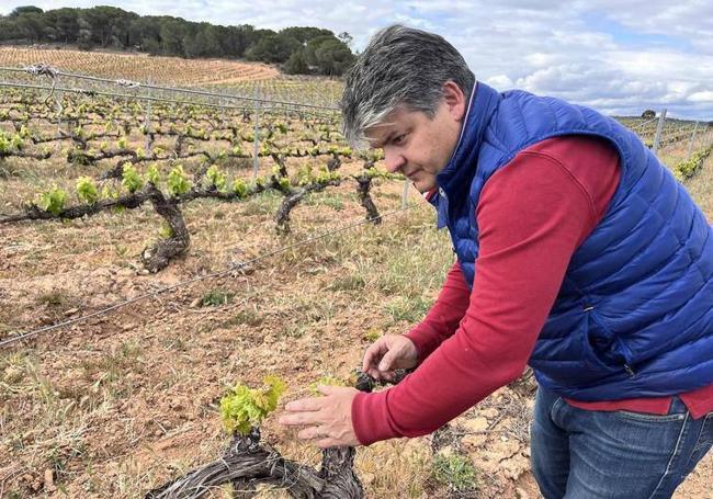 Juan Calvo evalúa los daños en su viñedo de Gumiel.