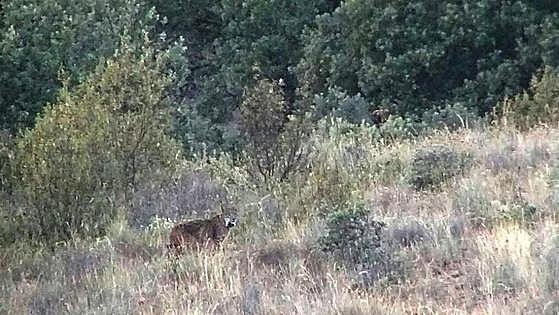 Medio Ambiente prepara el camino para la reintroducción del lince ibérico