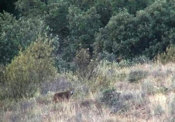 Un ejemplar de lince ibérico fotografíado en Sanabria (Zamora).