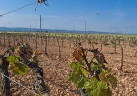 La última helada ha causado daños graves en los viñedos de la Ribera del Duero.