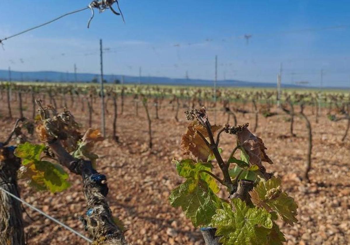 La última helada ha causado daños graves en los viñedos de la Ribera del Duero.