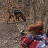 Desarrollan en Burgos un banco de olores para formar y ayudar a perros de búsqueda