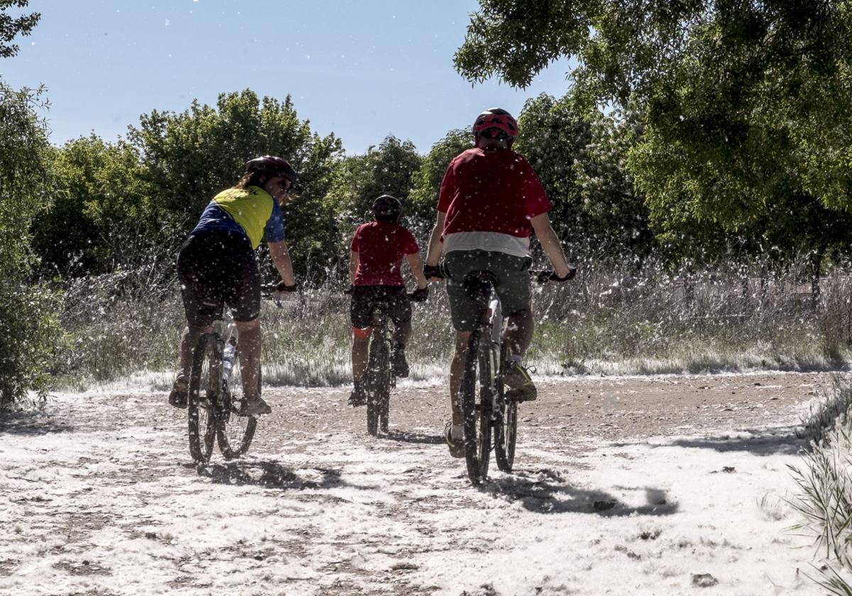 Grandes concentraciones de pelusas en la orilla del río Tormes.