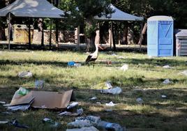 Una cigüeña camina en el parque de El Parral con los restos de basura de la fiesta de El Curpillos.