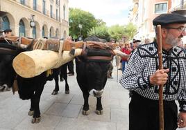 Los bueyes y las vacas serranas transportan la réplica del mástil junto a los carreteros en Burgos.