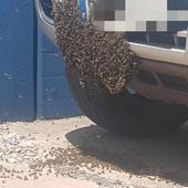 Retiran un enjambre de abejas de un coche y un nido de avispa de un trastero en Burgos