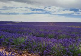 Campos de lavanda en Caleruega, Burgos