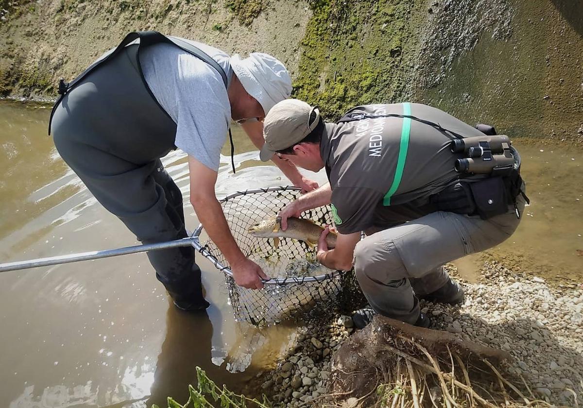 Dos agentes medioambientales salvan a una trucha.