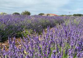 Campos de lavanda en Mecerreyes, Burgos