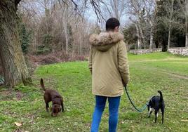 Imagen de archivo de perros paseando por Burgos.