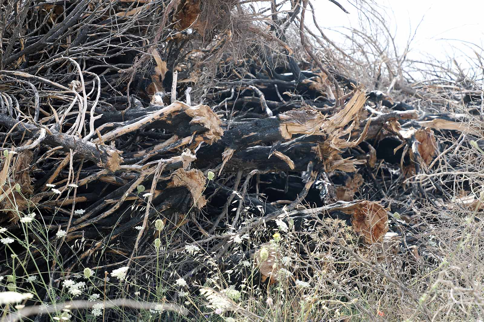 Así está la comarca del Arlanza un año después