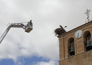Rescate de una cigüeña atrapada en Tardajos que sobrevivió gracias a sus compañeras
