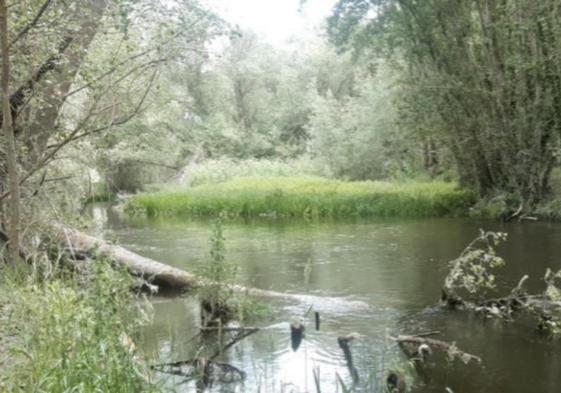 Labores de mejora en el río Arlanzón