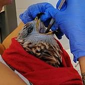 El calor y la sequía aumentan los avisos por animales silvestres en peligro en Burgos