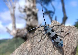 Burgos es una de las provincias dentro del plan de conservación de estos insectos.