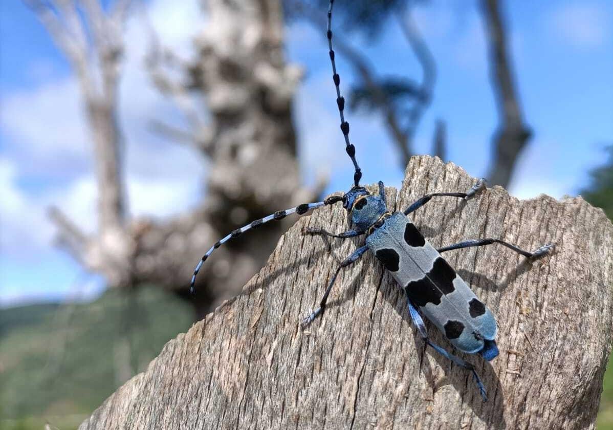 Burgos es una de las provincias dentro del plan de conservación de estos insectos.