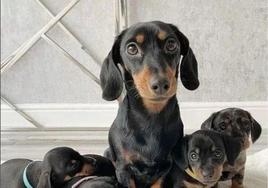 Perros salchicha en una casa de acogida