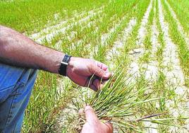 Los cultivos herbáceos burgaleses han sufrido fuertemente la sequía.