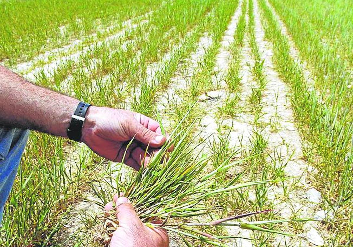 Los cultivos herbáceos burgaleses han sufrido fuertemente la sequía.