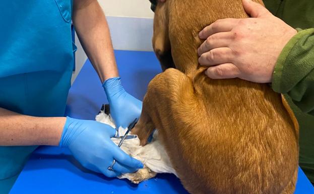 Un veterinario retira la escayola a un perro.