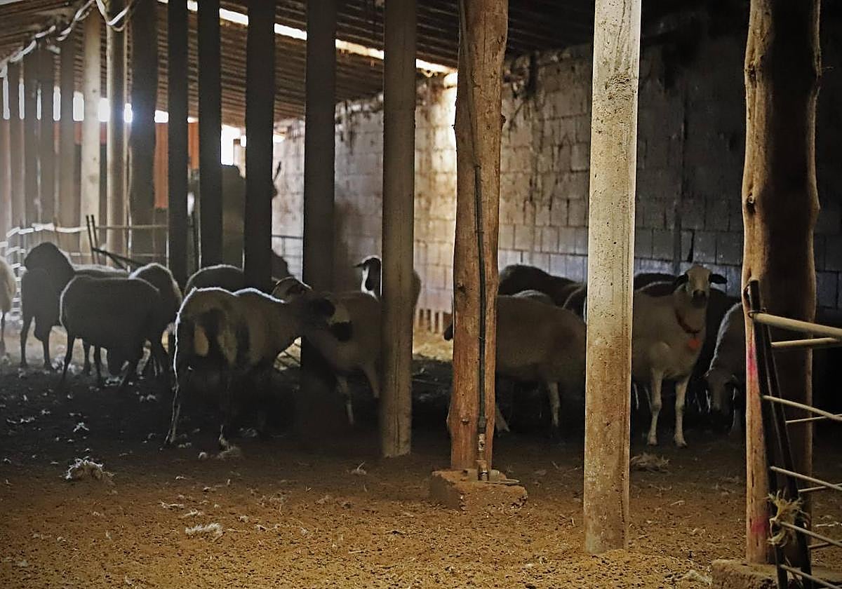 Imagen de archivo de una granja de ovejas en Burgos.