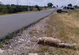 Un zorro muerto en una carretera comarcal de Burgos.
