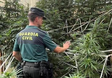 El olor a marihuana delata una plantación escondida en un huerto de La Demanda