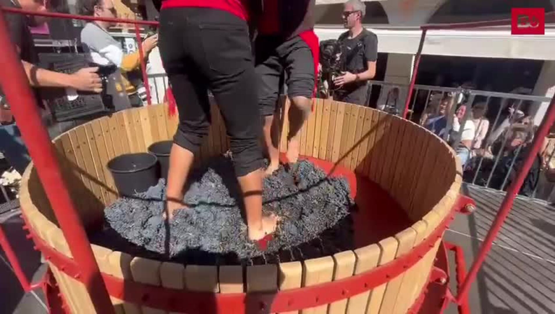 Pisado de la uva en la Gran Fiesta de la Vendimia de Aranda de Duero