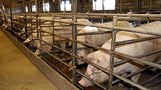 Gumiel estudia alegaciones contra una granja porcina de 6.000 cerdos