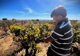 Juan Calvo selecciona manualmente las uvas.