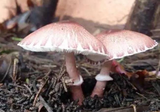 Lepiota sp.