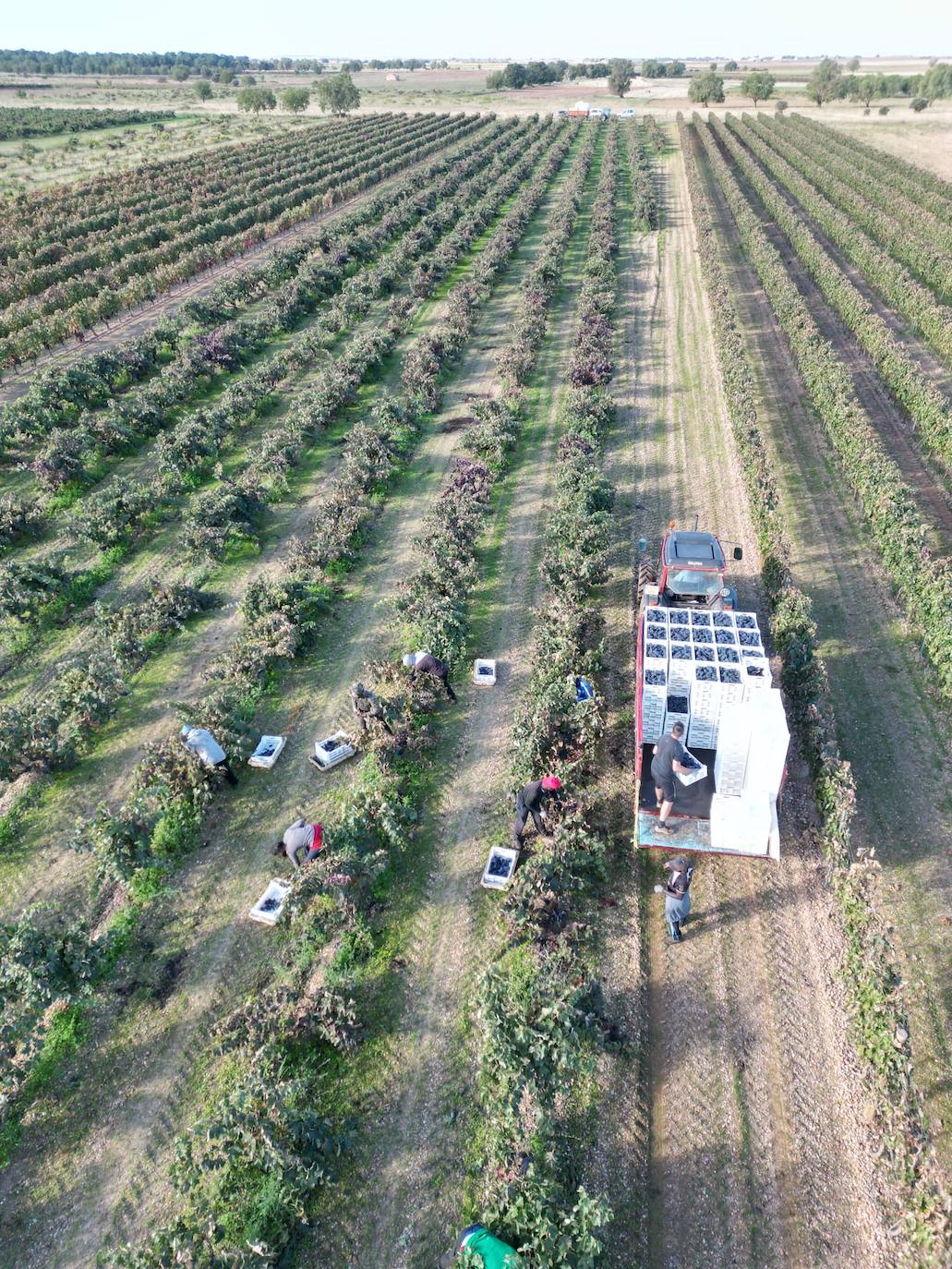 Ribera del Duero cierra la campaña de vendimia con 117 millones de kilos de uva