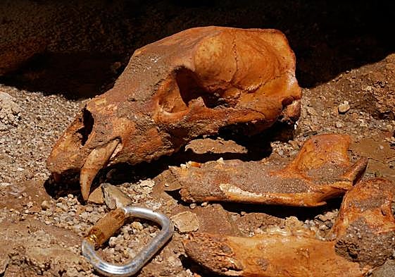 Restos óseos del oso encontrados en la torca.