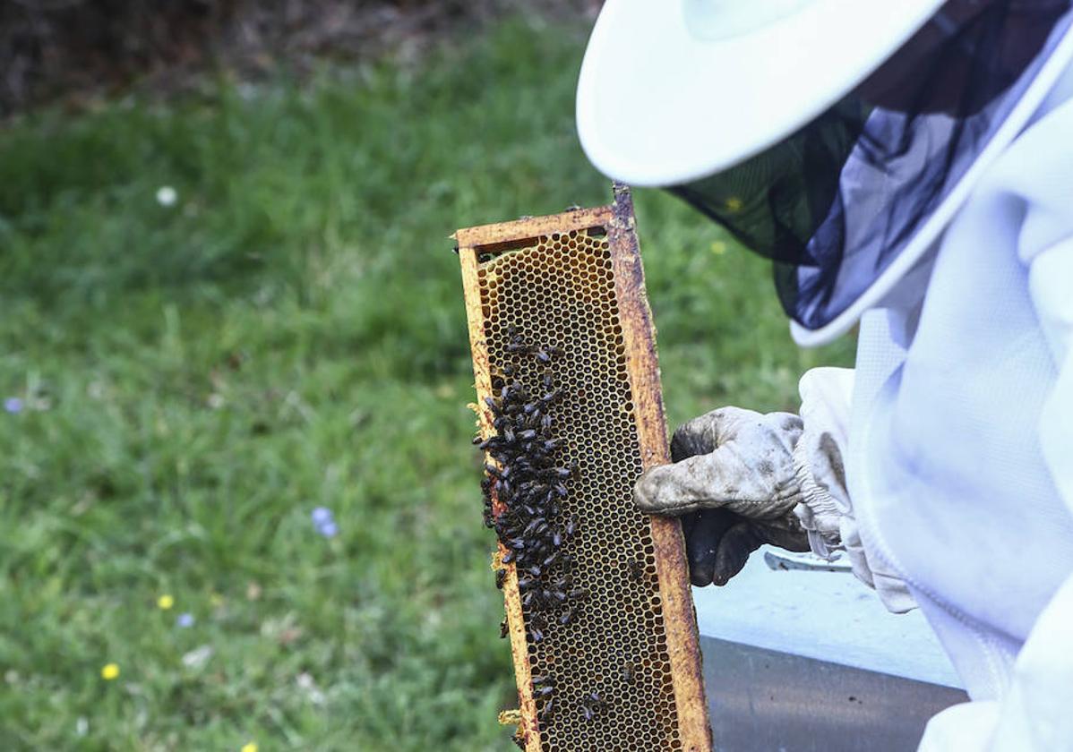 La mayoría de los apicultores burgaleses son estantes y se quedan fuera de las ayudas.